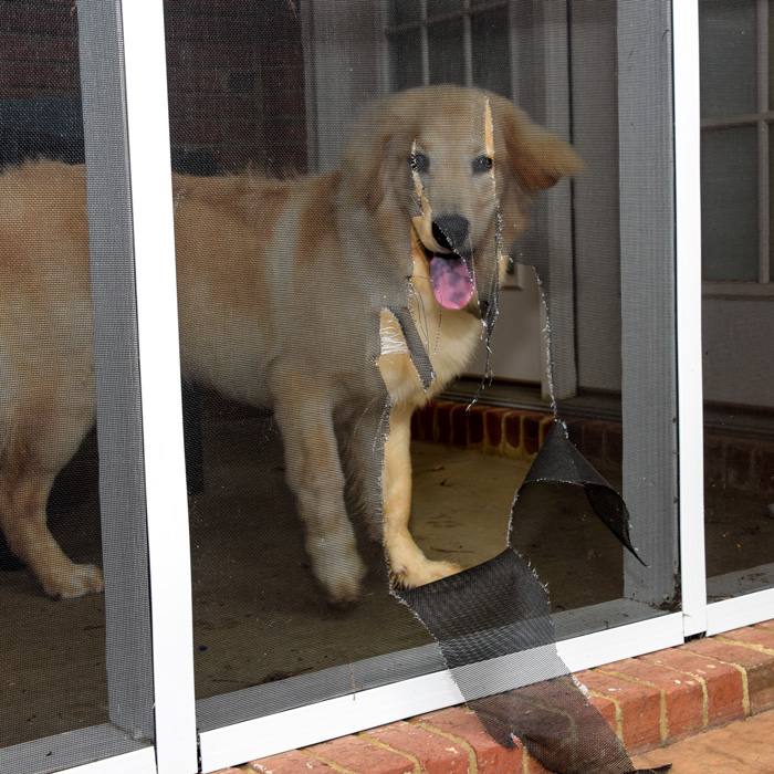 Screens can be pet-proof