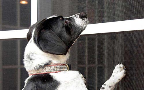 PetScreen Installation